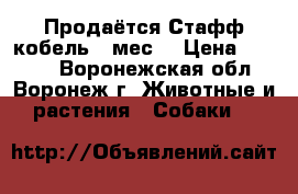 Продаётся Стафф кобель 3 мес. › Цена ­ 4 000 - Воронежская обл., Воронеж г. Животные и растения » Собаки   